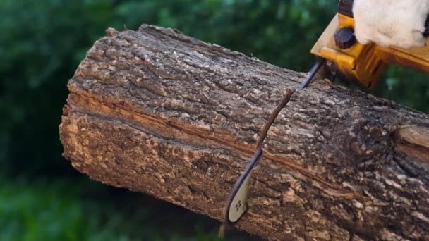 Electric Chainsaws Cut Trees Forest Building House Making Firewood Concept — Stock Video