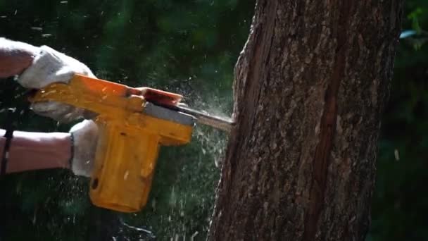 电锯在森林里砍树造屋生柴毁林的概念 — 图库视频影像