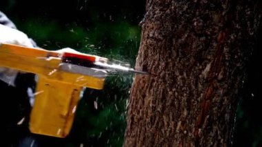 Elektrikli testereler bir ev inşa etmek ve odun yapmak için ormandaki ağaçları keser. Ormanların tahrip edilmesi kavramı.