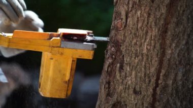 Elektrikli testereler bir ev inşa etmek ve odun yapmak için ormandaki ağaçları keser. Ormanların tahrip edilmesi kavramı.