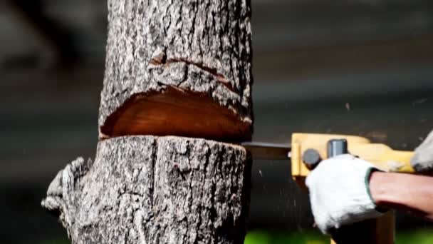 家を建て薪を作るために森の中の木を切り取る電動チェーンソー森林伐採の概念 — ストック動画