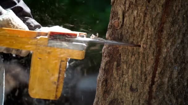 Elektromos Láncfűrészek Fát Vágnak Erdőben Hogy Házat Építsenek Tűzifát Készítsenek — Stock videók