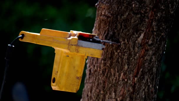 Elektrische Kettingzagen Gekapt Bomen Het Bos Voor Het Bouwen Van — Stockvideo