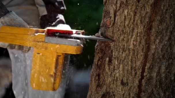 Motosierras Eléctricas Cortan Árboles Bosque Para Construir Una Casa Hacer — Vídeos de Stock