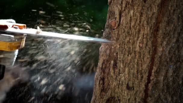 Elektrische Motorsägen Fällen Bäume Wald Ein Haus Bauen Und Brennholz — Stockvideo