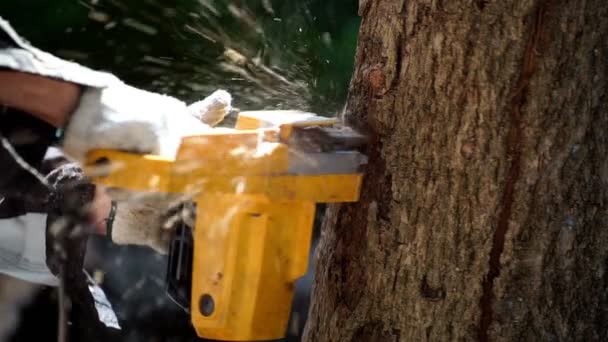 家を建て薪を作るために森の中の木を切り取る電動チェーンソー森林伐採の概念 — ストック動画
