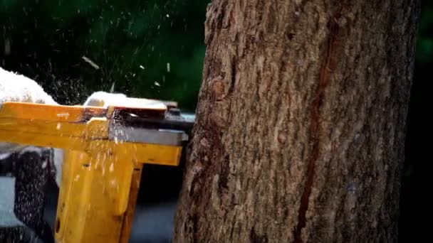 Tronçonneuses Électriques Coupent Des Arbres Dans Forêt Pour Construire Une — Video