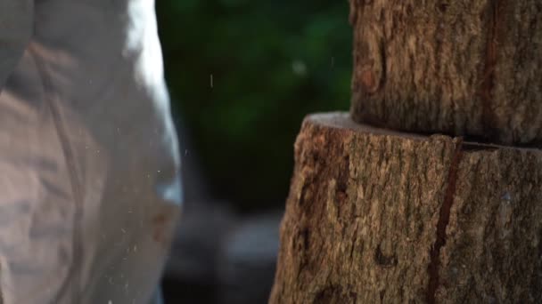 电锯在森林里砍树造屋生柴毁林的概念 — 图库视频影像