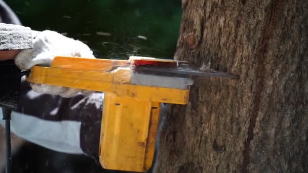 Tronçonneuses Électriques Coupent Des Arbres Dans Forêt Pour Construire Une — Video
