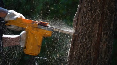 Elektrikli testereler bir ev inşa etmek ve odun yapmak için ormandaki ağaçları keser. Ormanların tahrip edilmesi kavramı.