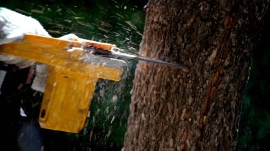 Elektrikli testereler bir ev inşa etmek ve odun yapmak için ormandaki ağaçları keser. Ormanların tahrip edilmesi kavramı.