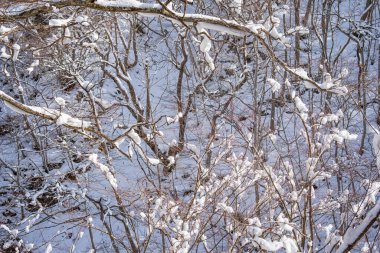 snow-covered branches On the mountain were very snowy.