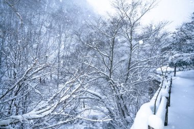 heavy snow  at Heike No Sato Village in Tochigi Prefecture, Nikko City, JAPAN