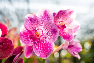 Vanda Sanderiana, Queen Orchid of the Philippines