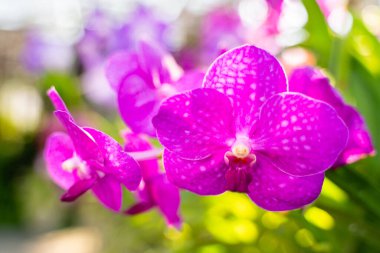 Vanda Sanderiana, Queen Orchid of the Philippines