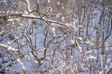 snow-covered branches On the mountain were very snowy.