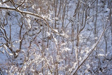 snow-covered branches On the mountain were very snowy.