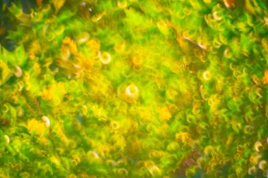 Blurred images of green leaves in the garden, Blurred bokeh, and fair lens as background In the natural garden in the daytime.