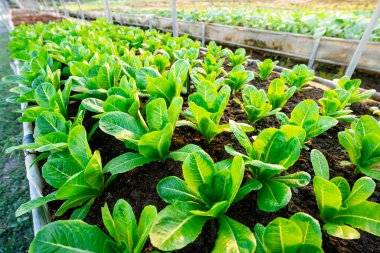 organic vegetable garden Growing vegetables naturally without harmful chemicals and pesticides, selective focus, soft focus.