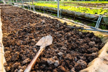 organic vegetable garden Growing vegetables naturally without harmful chemicals and pesticides, selective focus, soft focus.