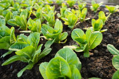 organic vegetable garden Growing vegetables naturally without harmful chemicals and pesticides, selective focus, soft focus.