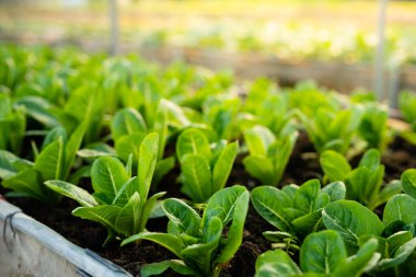 organic vegetable garden Growing vegetables naturally without harmful chemicals and pesticides, selective focus, soft focus.