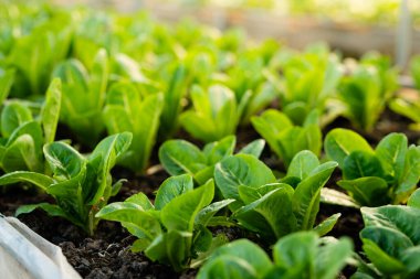 organic vegetable garden Growing vegetables naturally without harmful chemicals and pesticides, selective focus, soft focus.