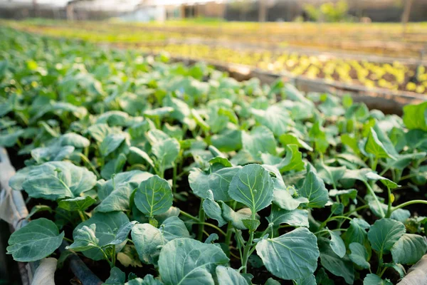 Huerta Orgánica Cultivo Verduras Forma Natural Sin Productos Químicos Nocivos — Foto de Stock