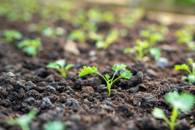 organic vegetable garden Growing vegetables naturally without harmful chemicals and pesticides, selective focus, soft focus.