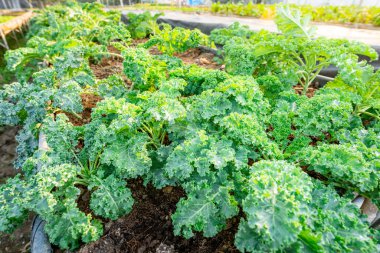 organic vegetable garden Growing vegetables naturally without harmful chemicals and pesticides, selective focus, soft focus.