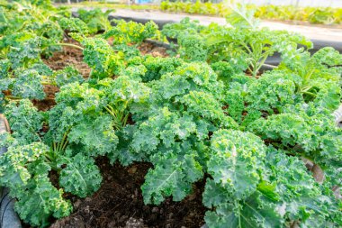organic vegetable garden Growing vegetables naturally without harmful chemicals and pesticides, selective focus, soft focus.