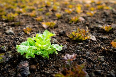 organic vegetable garden Growing vegetables naturally without harmful chemicals and pesticides, selective focus, soft focus.