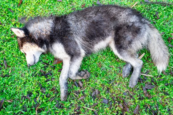 Husky Siberiano Fangoso Acostado Sobre Hierba Verde — Foto de Stock