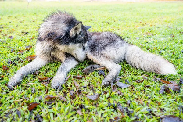 Siberian Husky Muddy Lying Green Grass — Stock Photo, Image