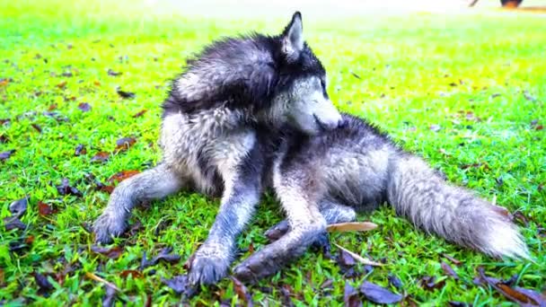 Köpek Kürk Yalıyor Sibirya Husky Yeşil Çimlerde Dilini Temizle — Stok video