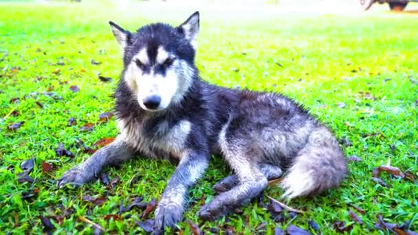 Dog Licking Fur Siberian Husky Limpe Com Sua Língua Gramado — Vídeo de Stock