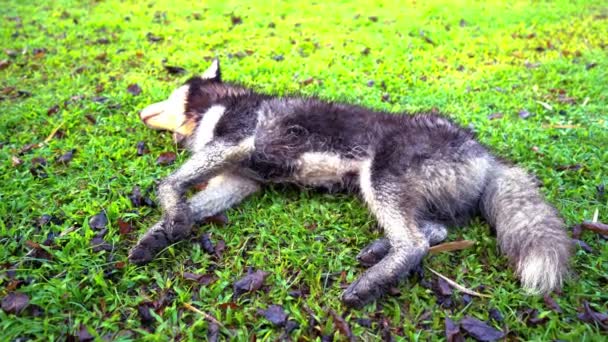 Dog Licking Fur Siberian Husky Limpe Com Sua Língua Gramado — Vídeo de Stock