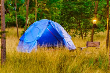 Ormandaki sarı tarlanın ortasında mavi çadır yeşil ağaçlarla, seçici odak, yumuşak odak.