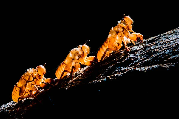 Estrategia Muting Cigarra Cicada Insecto Palo Los Árboles Cicadas Naturaleza —  Fotos de Stock