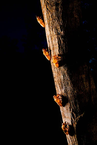 Molting Cicada Στρατηγική Cicada Έντομο Ραβδί Στα Δέντρα Cicadas Στη — Φωτογραφία Αρχείου