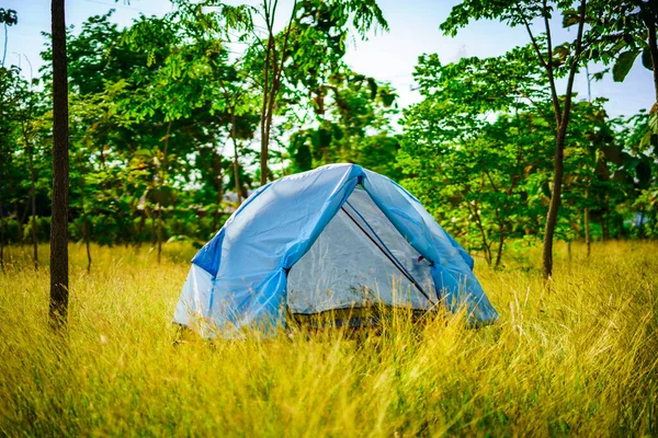Blue Tent Middle Yellow Field Forest Green Trees Selective Focus — Stock Photo, Image