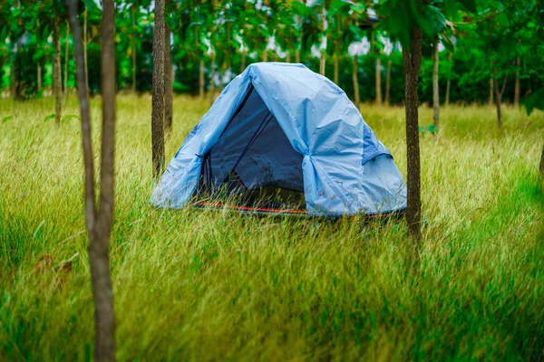 Голубая Палатка Посреди Желтого Поля Лесу Зелеными Деревьями Выборочный Фокус — стоковое фото