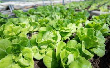 organic vegetable garden Growing vegetables naturally without harmful chemicals and pesticides, selective focus, soft focus.