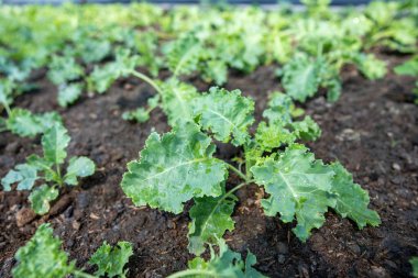 organic vegetable garden Growing vegetables naturally without harmful chemicals and pesticides, selective focus, soft focus.