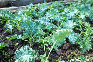 organic vegetable garden Growing vegetables naturally without harmful chemicals and pesticides, selective focus, soft focus.