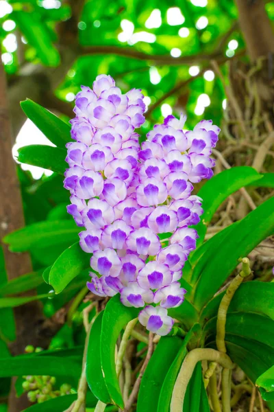 Крупный План Пурпурная Орхидея Aerides Rosea Lodd Бывшая Линдль Пакстон — стоковое фото