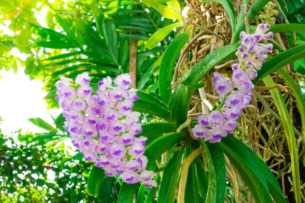 Крупный План Пурпурная Орхидея Aerides Rosea Lodd Бывшая Линдль Пакстон — стоковое фото