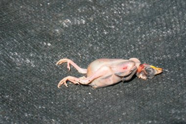 Yavru kuş siyah plastik bir tuvalde öldü.