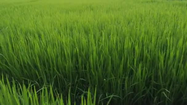 Rýžová Pole Rosa Bokeh Kapka Vrcholu Rýžových Polí Ranním Slunci — Stock video