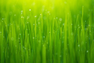 Pirinç tarlaları ve sabah güneşinde pirinç tarlalarının tepesine çiğ damlaları düşer. Yumuşak arka plan, seçici odak ve yumuşak odaklanmayı vurgulayan pirinç tarlalarıyla birlikte..